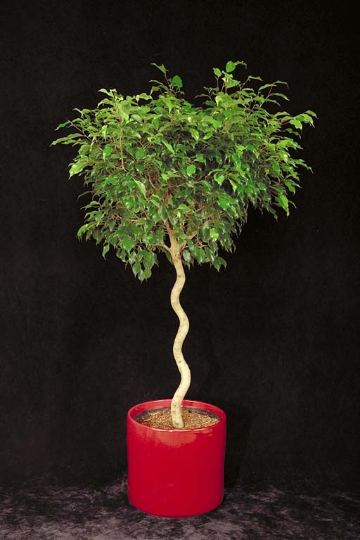Corkscrew Ficus